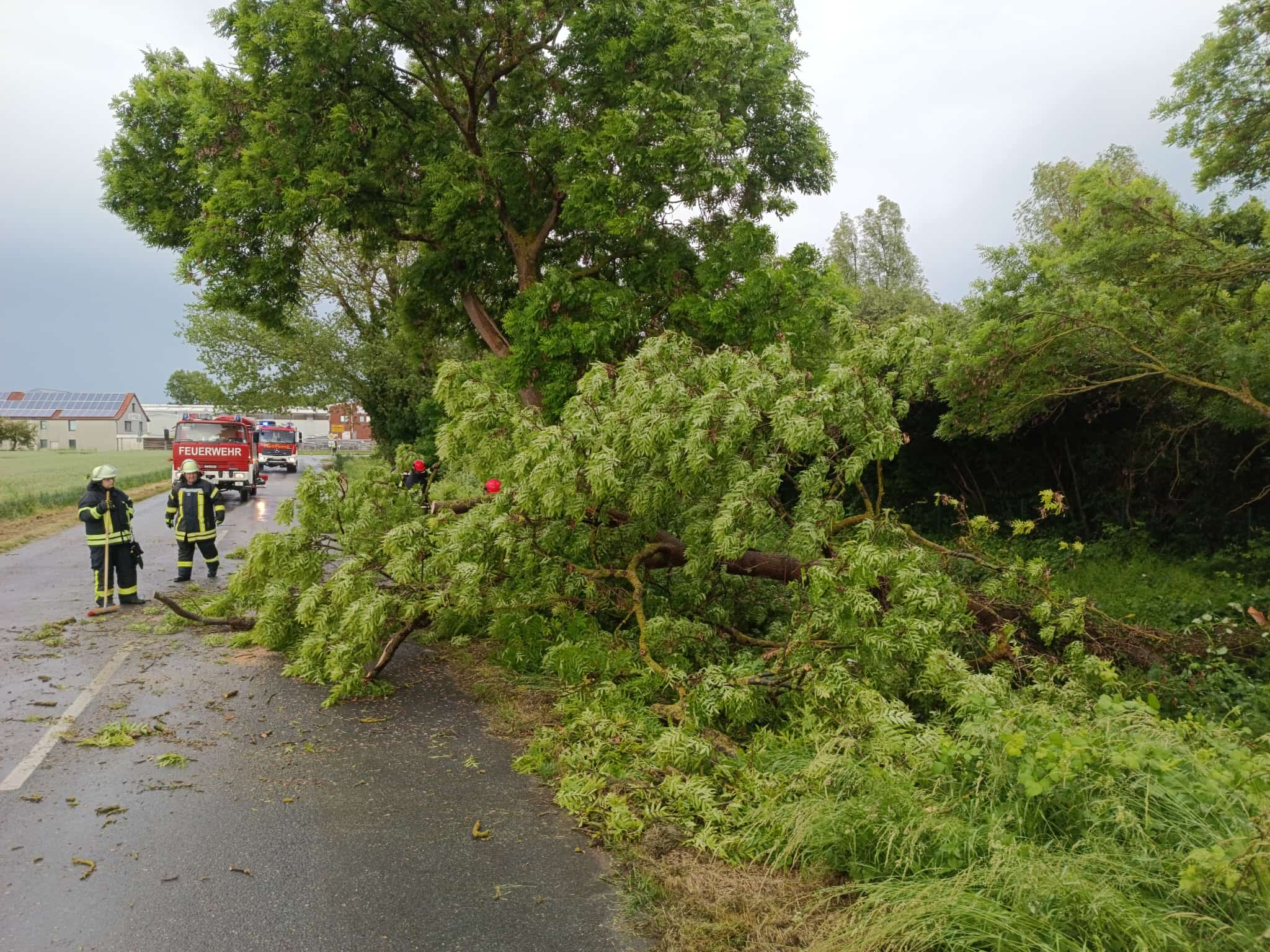 Baum auf Strasse 04.06. FF HoHa 1.1