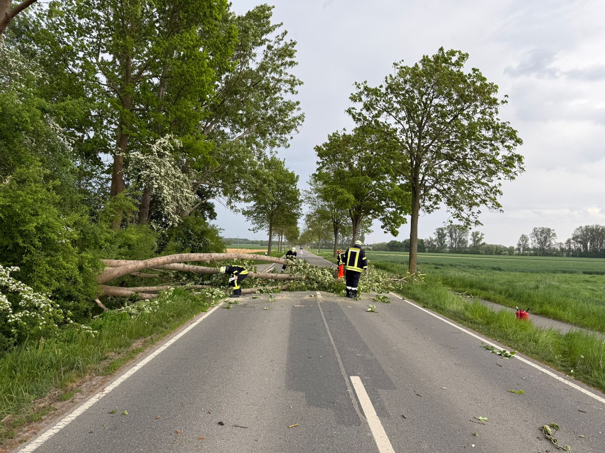 Baum auf Straße 2 Bierbergen