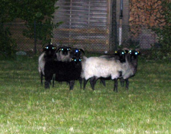 heidschnucken heidschnucken